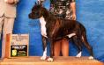 <span style="color: darkred">GCH CH</span> De Paco XZ Gallant Godfather