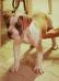  Dream House's Roxie of Venezia Kennel