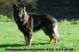 Ur Simply The Best From The Wolfpack