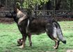Rudy Vom Alabama Police K9