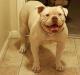 Crazy Mia of Carbajals' American Bulldogs