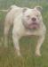 Massimo's Blanca aka Ava of Bulldog Clan