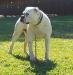 Brothers Bulldogs Clyde of IBK