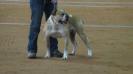 Brothers Bulldogs Deuce of Northfork
