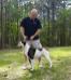 Brothers Bulldogs Para of Hickory Hollow