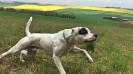 Incompris Bulldogs Hero Of The Day