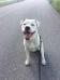 Incompris Bulldogs Invisible Kid