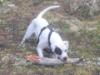 Incompris Bulldogs Sweet Amber