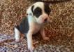 Loony Bulldogs Aysha