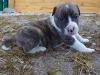 Loony Bulldogs Amarok