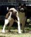 Oliver Bear Look Akita's