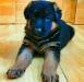 Fido A.m House