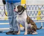 GunSlinger's Kennels Furious Hail of Lead