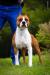 Amstaff Camarilha Paco