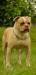 ROCKY COUTURE BR MOUNTAIN BULLDOG