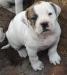 Loony Bulldogs Ayita