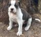 Loony Bulldogs Ampera