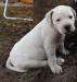Loony Bulldogs Aragon