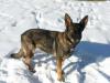 Lady Layla J von Schmalz