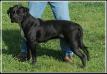 NKC CH Konfederate Kennels Liza