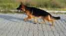 G-Flappy von Arel