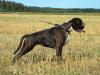 Ch, Multi Club Winner Chanel du Val D'Europe