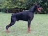 INT CH, Grand CH, Best of breed, best in show Apache Di Altobello
