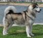 National Breed Club Ch, Multi Ch, Inter Ch Lucky Companion Arabeska