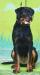 VIKI VOM CAIRO ROTTWEILER