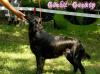 BLACK BEAUTY (HAJNAL STAR)