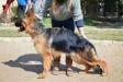 VDema Vom Royal Kennel