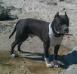 Bismaster Great Gray Brutus