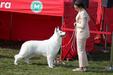 Junior Champion Poland, Champion and Grand Champion Poland Mina Wilczy Biały Kieł