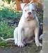 Bulldog Clan's Profeta