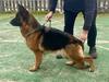 Cobra clever canin