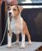 HOLLYWOOD AMSTAFF AMBHER