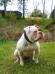 Desmone bull's Nunka