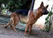ALEX (Questro x Candy)
