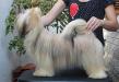RMoretto Cane Chloe