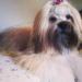 RMoretto Cane Lacey