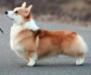 BIS. KOR. CH. The Goodboy Corgis H and Balance