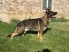 Agent vom Haus Denfors K9