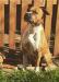 Ruff Kiter Of Bazo-Town