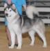 GCH Ch Tru North's Eve of Destruction