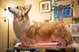 Ravinel Kit Hairington