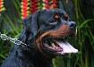 Hund Hause Kaligula