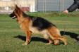 Komsa's Yarissa