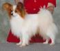 Rus CH  Can GCH Solnechnaja Dubrava Fire Falcon