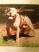 M.R.N. Nitro Nicholas.(OSB)