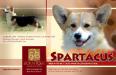 INT.CH., SHCH., GR.CH., MD.CH., R.GR.CH., RCH., HJCH. J.CW. Born To Be Your Spartacus di PI-ET-RA